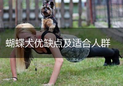 蝴蝶犬优缺点及适合人群