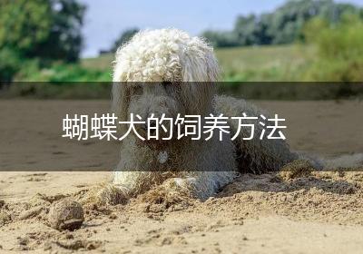 蝴蝶犬的饲养方法