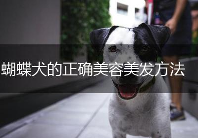 蝴蝶犬的正确美容美发方法