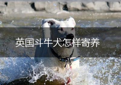 英国斗牛犬怎样寄养