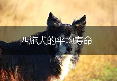 西施犬的平均寿命