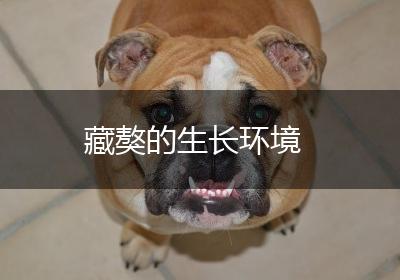 藏獒的生长环境