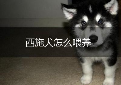 西施犬怎么喂养