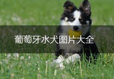 葡萄牙水犬图片大全