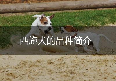 西施犬的品种简介