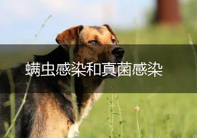 螨虫感染和真菌感染