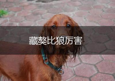藏獒比狼厉害