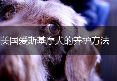 美国爱斯基摩犬的养护方法