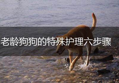 老龄狗狗的特殊护理六步骤