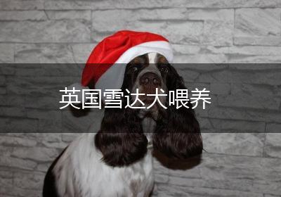 英国雪达犬喂养