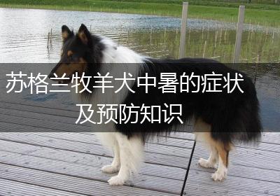 苏格兰牧羊犬中暑的症状及预防知识