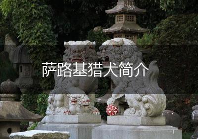 萨路基猎犬简介