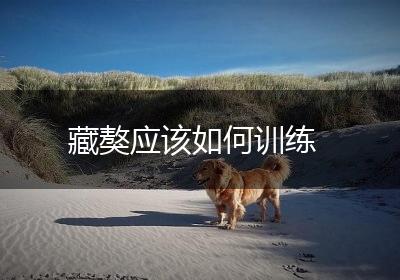 藏獒应该如何训练