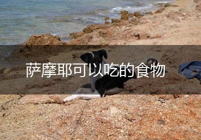 萨摩耶可以吃的食物