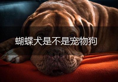 蝴蝶犬是不是宠物狗