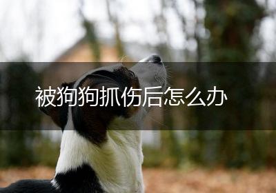 被狗狗抓伤后怎么办