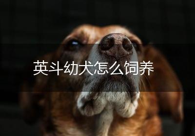 英斗幼犬怎么饲养