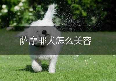 萨摩耶犬怎么美容