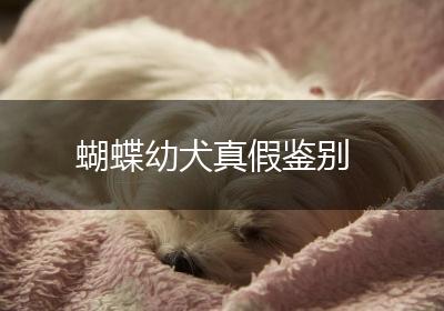 蝴蝶幼犬真假鉴别