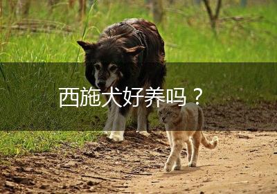 西施犬好养吗？