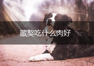 藏獒吃什么肉好