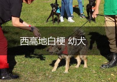 西高地白梗 幼犬