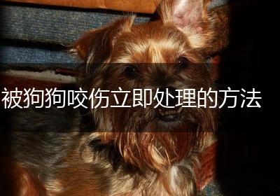 被狗狗咬伤立即处理的方法
