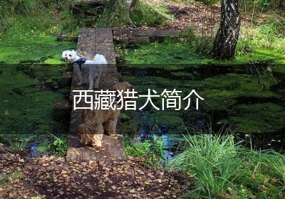 西藏猎犬简介