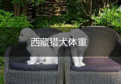 西藏猎犬体重