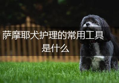 萨摩耶犬护理的常用工具是什么