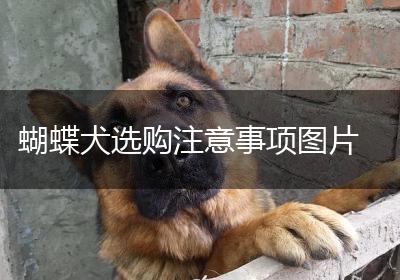 蝴蝶犬选购注意事项图片