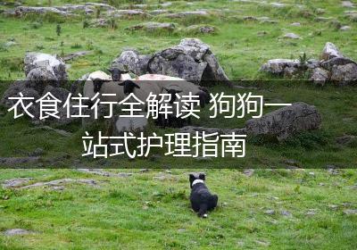 衣食住行全解读 狗狗一站式护理指南