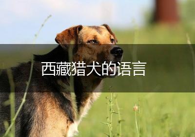 西藏猎犬的语言