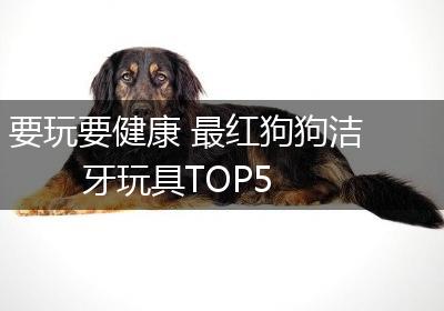要玩要健康 最红狗狗洁牙玩具TOP5