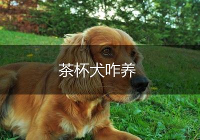 茶杯犬咋养