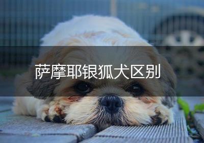 萨摩耶银狐犬区别