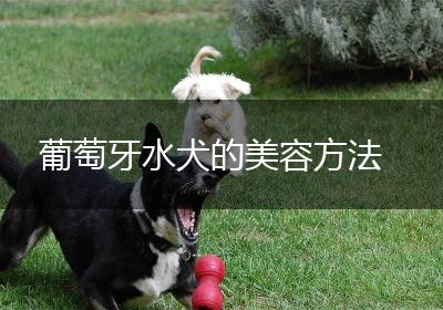 葡萄牙水犬的美容方法