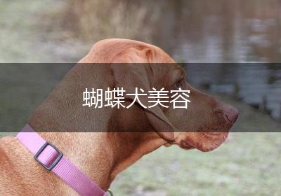 蝴蝶犬美容