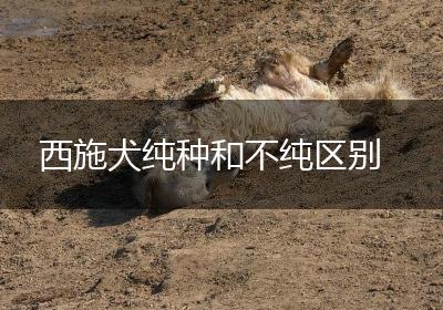 西施犬纯种和不纯区别