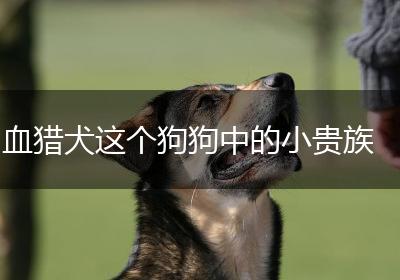 血猎犬这个狗狗中的小贵族