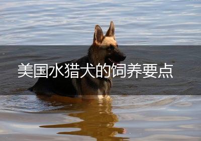 美国水猎犬的饲养要点