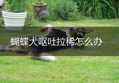 蝴蝶犬呕吐拉稀怎么办
