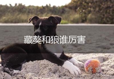 藏獒和狼谁厉害