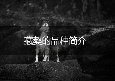 藏獒的品种简介