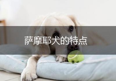 萨摩耶犬的特点