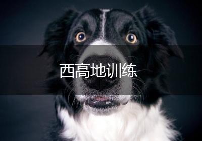 西高地训练
