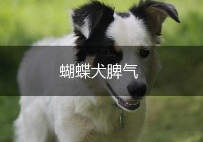 蝴蝶犬脾气