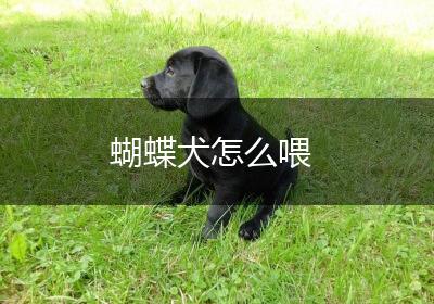 蝴蝶犬怎么喂