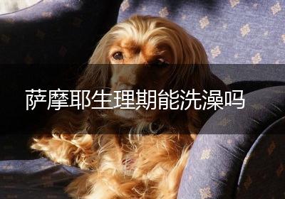 萨摩耶生理期能洗澡吗