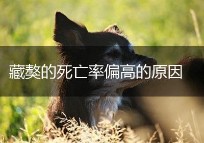 藏獒的死亡率偏高的原因